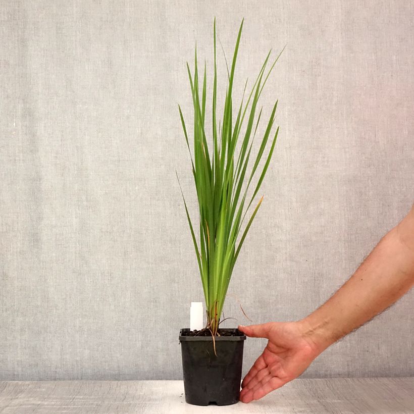 Ejemplar de Lirio de Siberia Paprikash - Iris sibirica Maceta 1,5L/2L entregado en verano