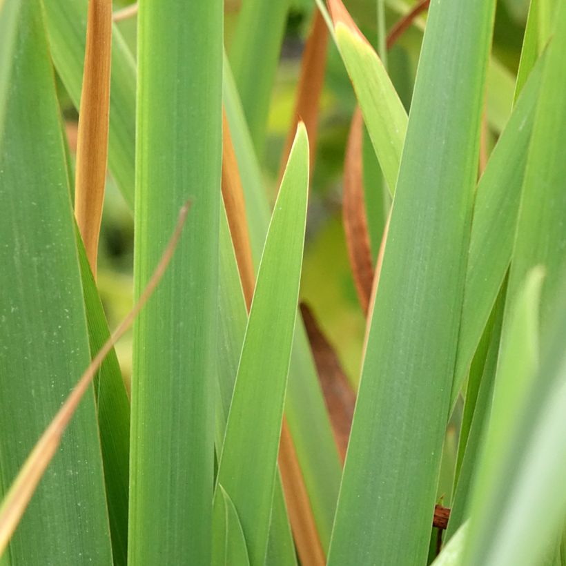 Lirio de Siberia Pink Parfait - Iris sibirica (Follaje)