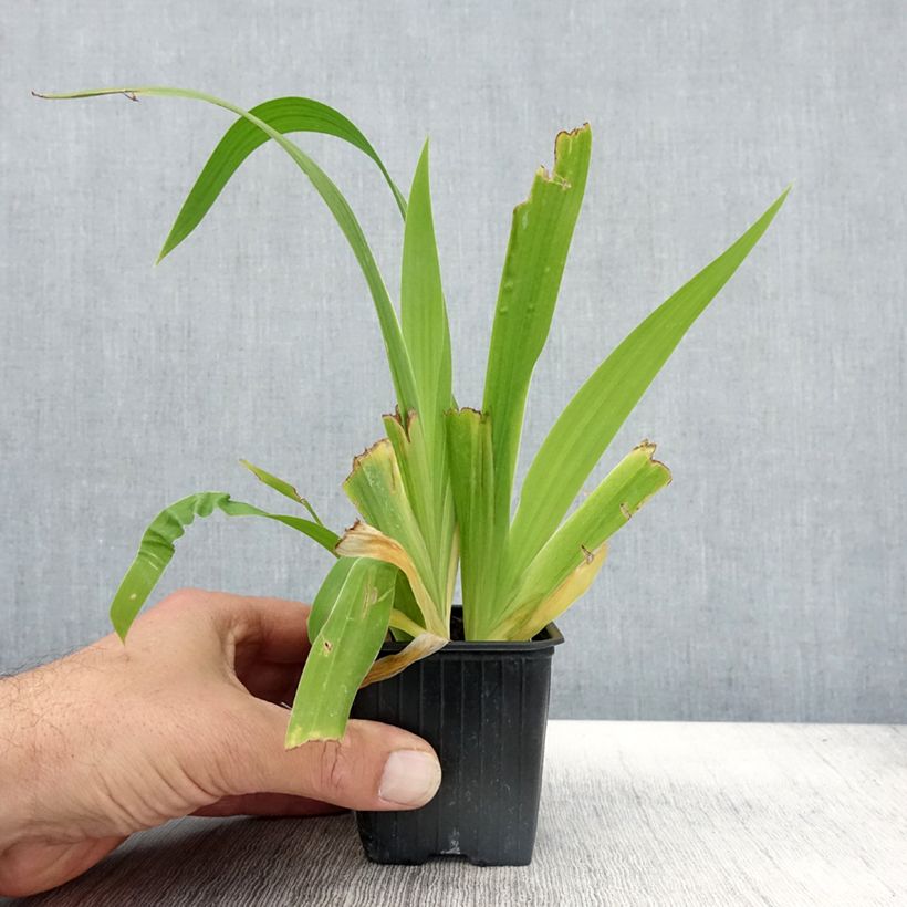 Ejemplar de Iris de tejado - Iris tectorum Maceta de 8/9 cm entregado en otoño