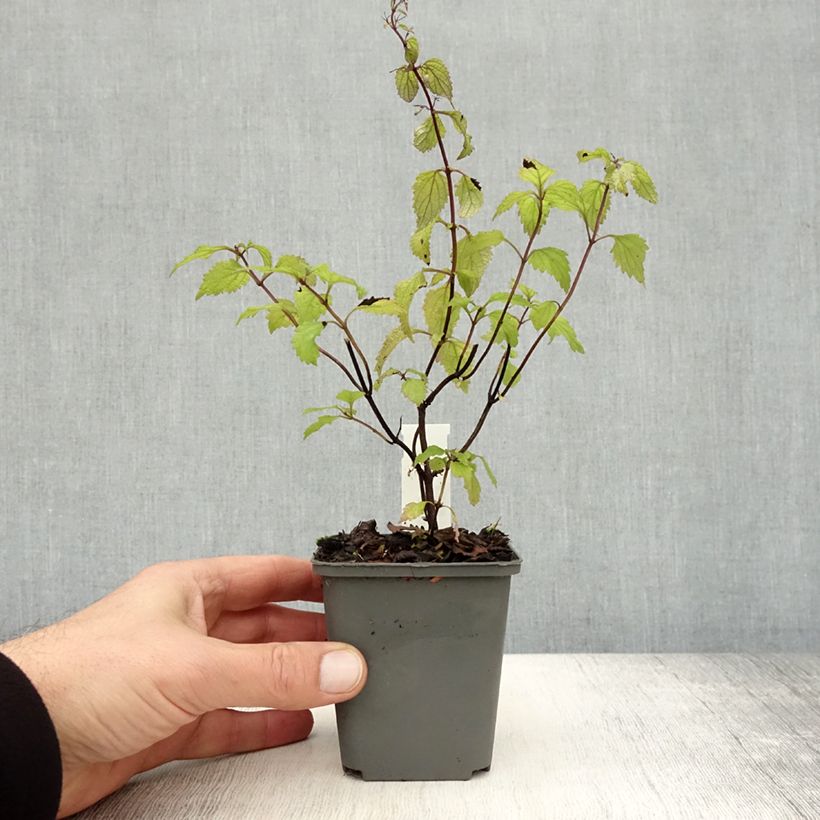 Ejemplar de Isodon effusus Maceta de 8/9 cm entregado en otoño