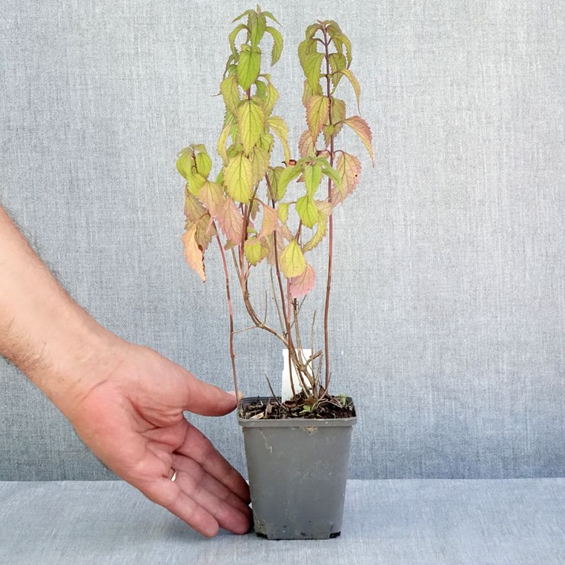 Ejemplar de Isodon effusus Maceta de 8/9 cm entregado en verano