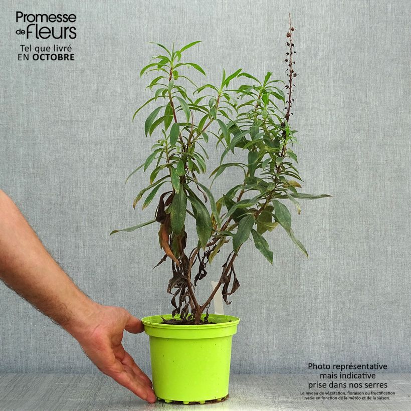 Ejemplar de Isoplexis isabelliana Bella Maceta 2L/3L entregado en otoño