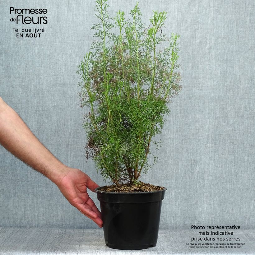 Ejemplar de Isopogon formosus Maceta 3L/4L entregado en verano