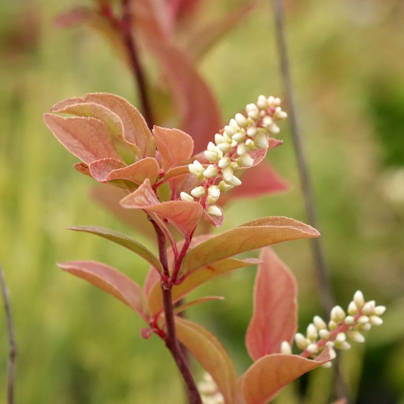 Itea virginica Henry's Garnet (Floración)