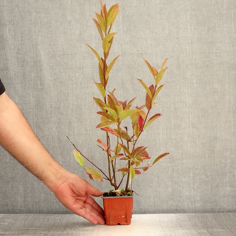 Ejemplar de Itea virginica Henry's Garnet - Itea de Virginie Godet de 8/9 cm entregado en verano