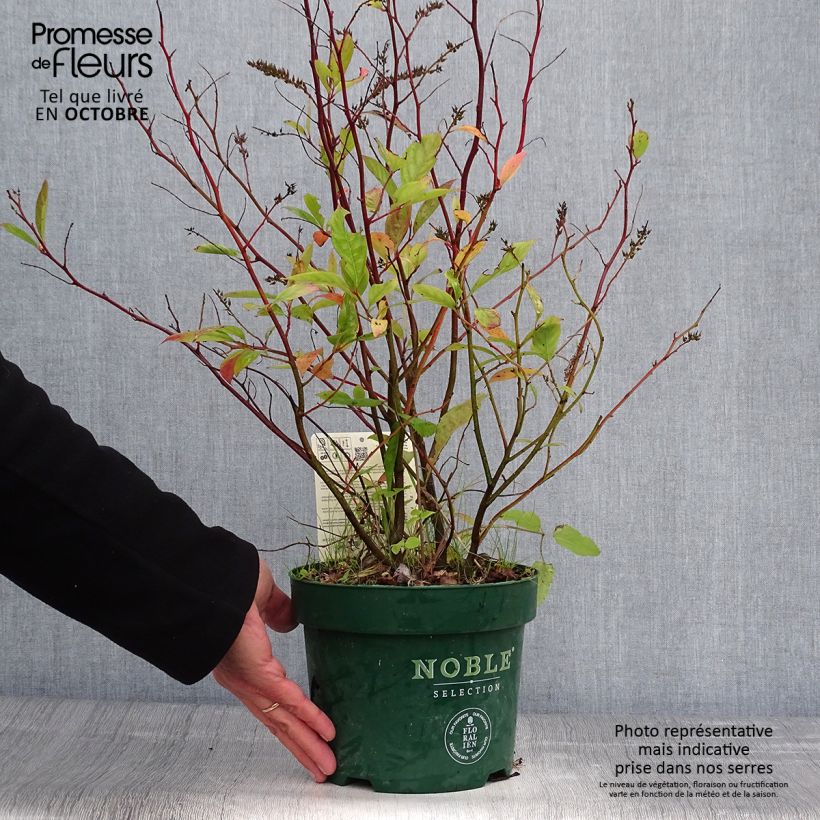 Ejemplar de Itea virginica Little Henry Maceta 3L/4L entregado en otoño