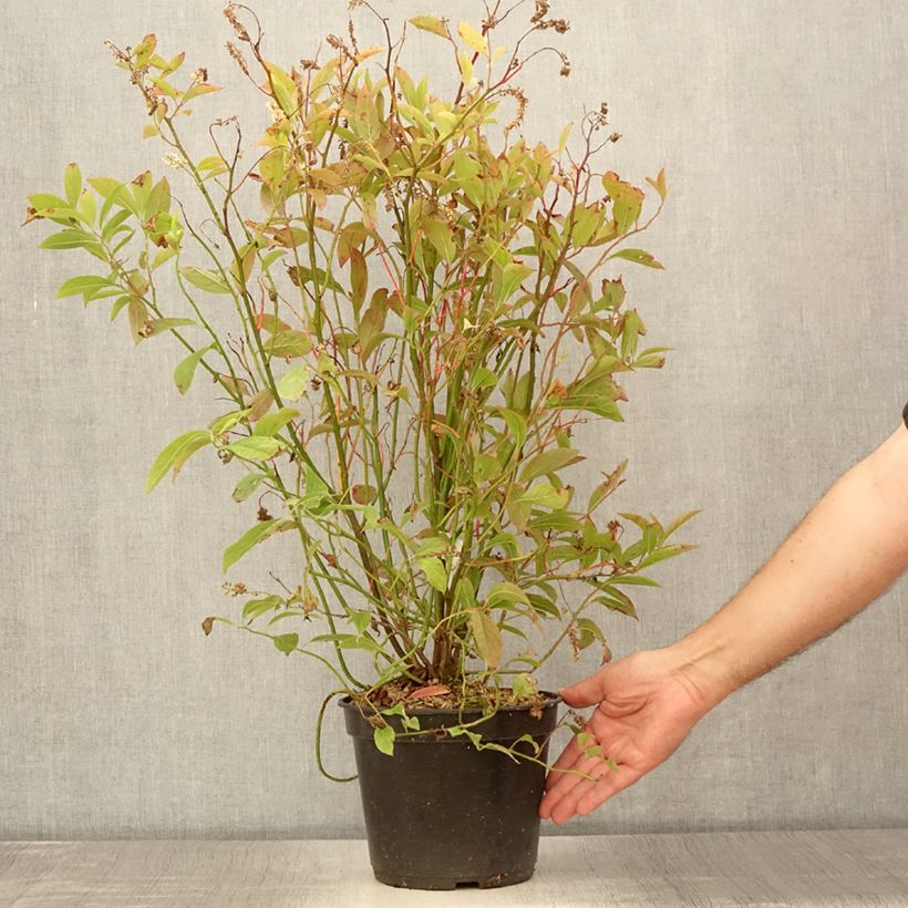 Ejemplar de Itea virginica Love Child - Itéa de Virginie Pot de 2L/3L entregado en verano