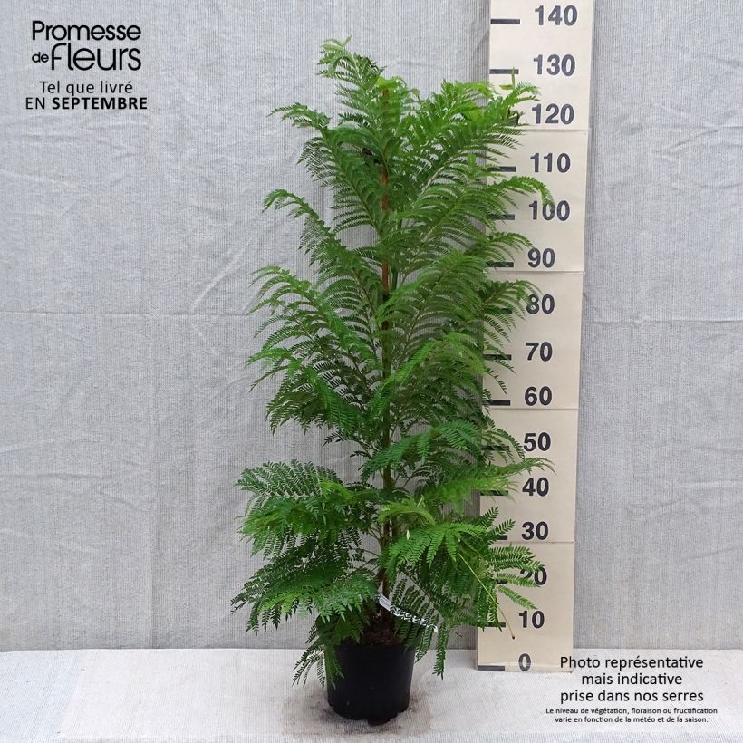 Ejemplar de Jacaranda mimosifolia Maceta 4L/5L entregado en otoño