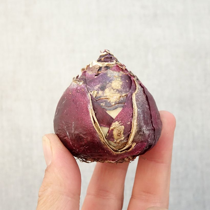 Ejemplar de Jacinto Pink Pearl - Jacinto fragante Bulbo calibre 19+ entregado en otoño