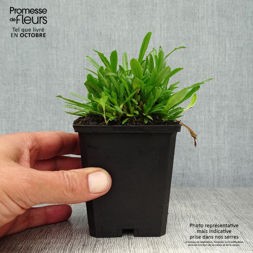 Ejemplar de Jasione laevis Blaulicht Maceta de 8/9 cm entregado en otoño