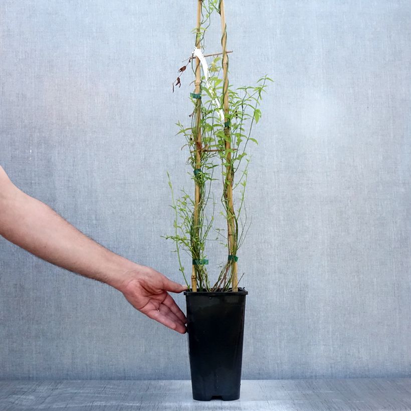 Ejemplar de Jazmín rojo - Jasminum beesianum Maceta 2L/3LAltura de entrega aprox. 30/40cm entregado en verano