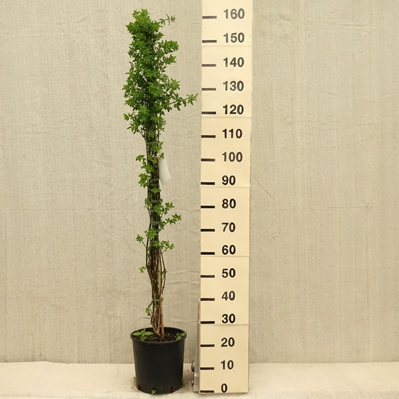 Jazmín amarillo - Jasminum nudiflorum Maceta 7,5L/10LAltura de entrega aprox. 125/175cm Ejemplar entregado en la primavera