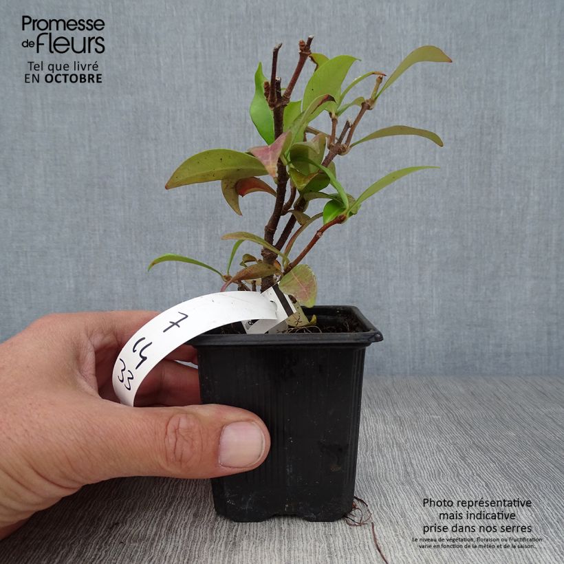 Ejemplar de Jazmín de leche - Trachelospermum jasminoides Maceta de 8/9 cm entregado en otoño