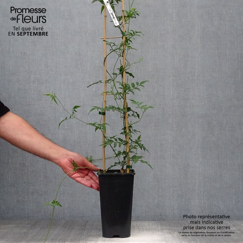 Ejemplar de Jazmín chino - Jasminum polyanthum Maceta 2L/3L entregado en otoño