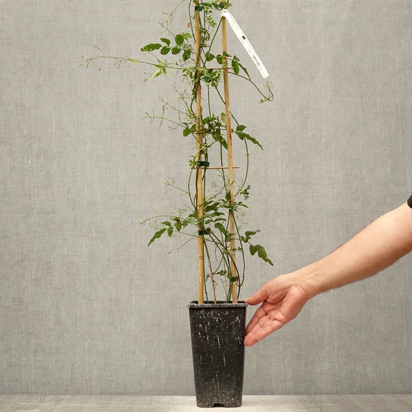 Ejemplar de Jazmín chino - Jasminum polyanthum Maceta 2L/3LAltura de entrega aprox. 60/70cm entregado en verano