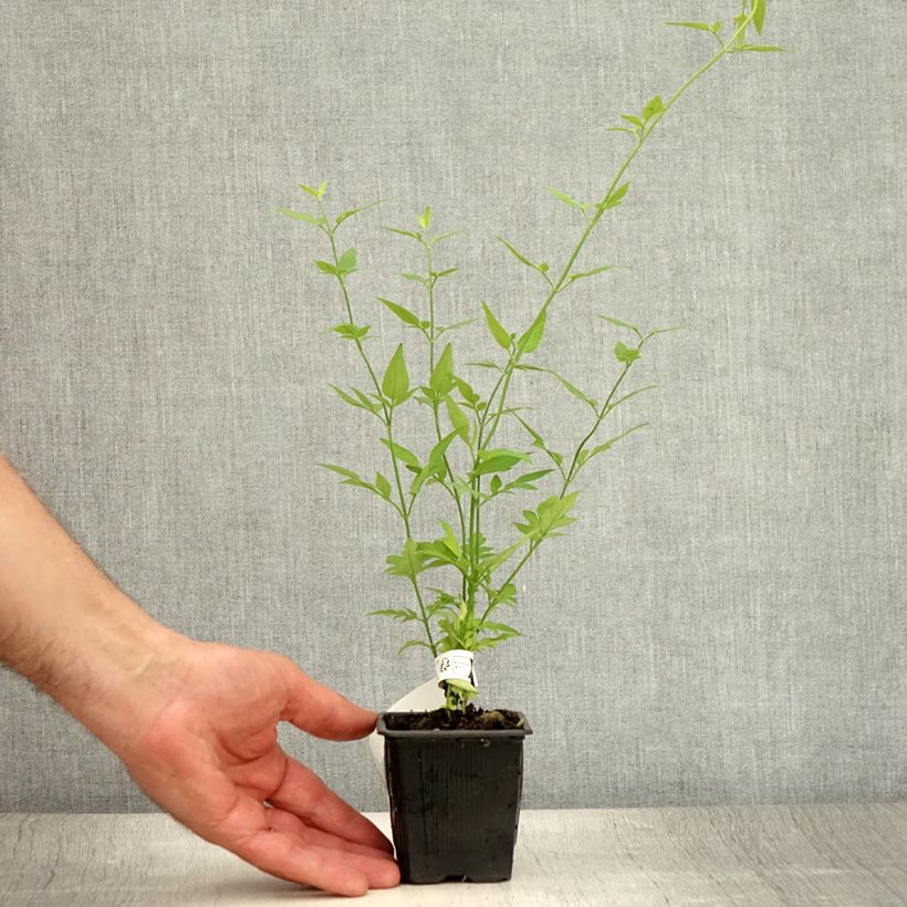 Ejemplar de Jasminum stephanense - Jazmín Maceta de 8/9 cm entregado en verano