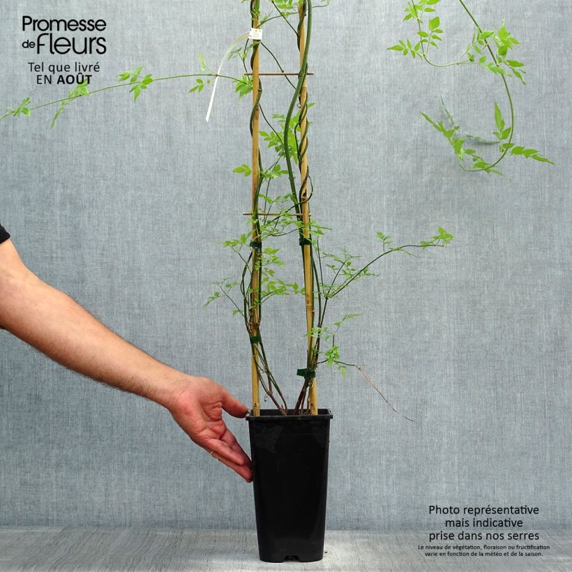 Ejemplar de Jazmín común Affinis - Jasminum officinalis Maceta 1,5L/2LAltura de entrega aprox. 60cm entregado en verano
