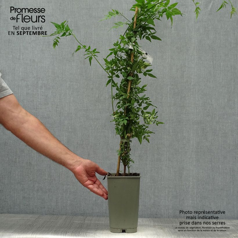 Ejemplar de Jazmín común Affinis - Jasminum officinalis Maceta 3L/4L entregado en otoño