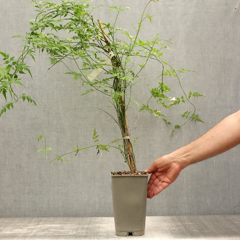 Ejemplar de Jazmín común Affinis - Jasminum officinalis Maceta 3L/4LAltura de entrega aprox. 60/70cm entregado en verano