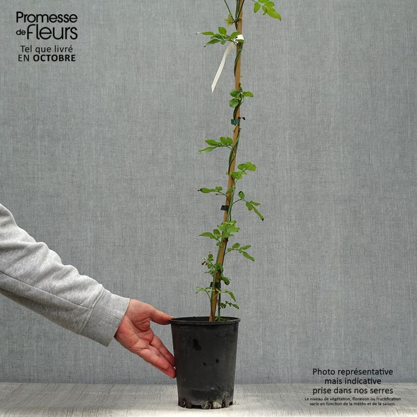 Ejemplar de Jazmín común - Jasminum officinale Maceta 2L/3L entregado en otoño