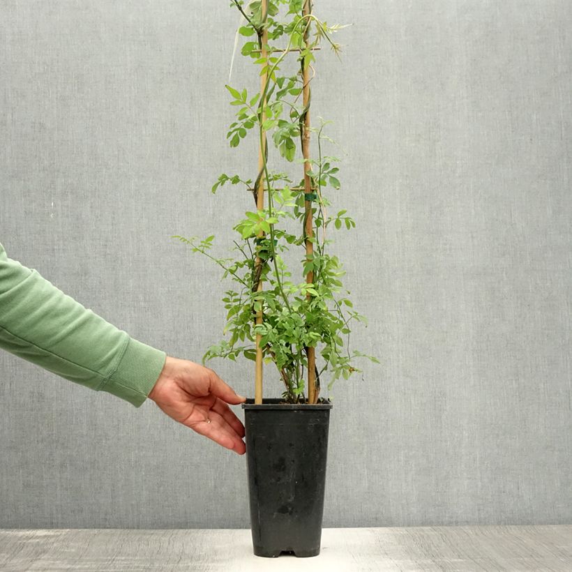 Ejemplar de Jazmín común - Jasminum officinale Maceta 2L/3LAltura de entrega aprox. 60/70cm entregado en verano