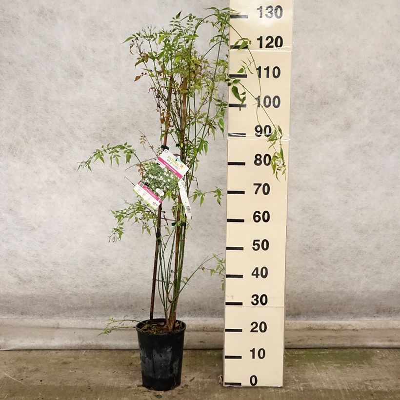 Ejemplar de Jazmín común - Jasminum officinale Maceta 4L/5L entregado en otoño