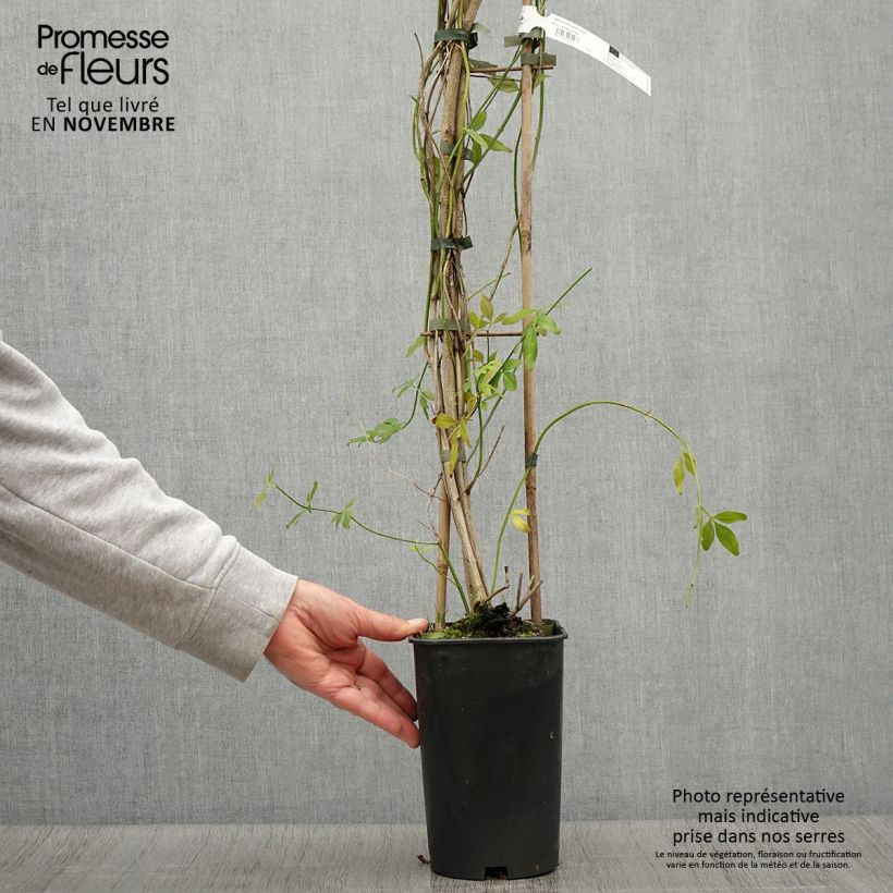 Ejemplar de Jazmín de primavera - Jasminum mesnyi Maceta 2L/3L entregado en otoño
