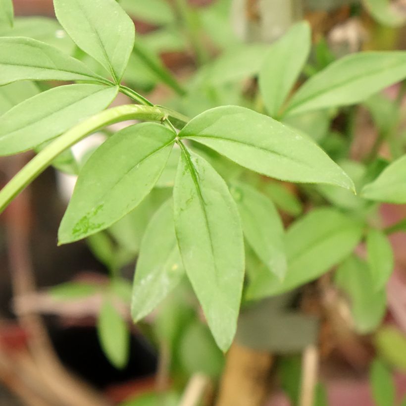 Jazmín de primavera - Jasminum mesnyi (Follaje)