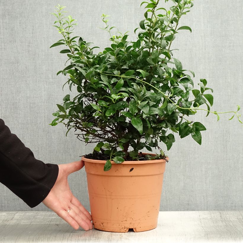 Ejemplar de Jasminum multipartitum - Jazmín africano Maceta 2L/3L entregado en otoño