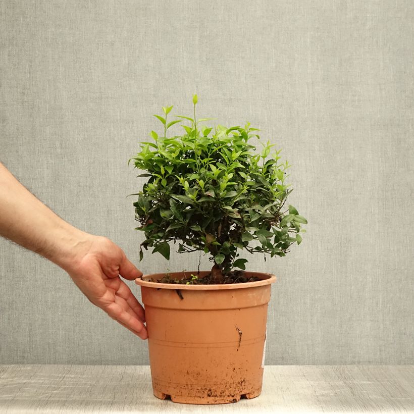 Ejemplar de Jasminum multipartitum - Jazmín africano Maceta 2L/3LAltura de entrega aprox. 25/30cm entregado en verano