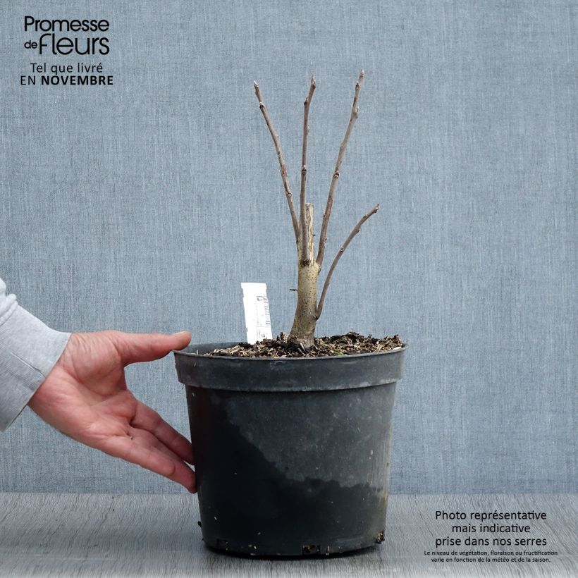 Ejemplar de Nogal negro - Juglans nigra Maceta 4L/5L entregado en otoño