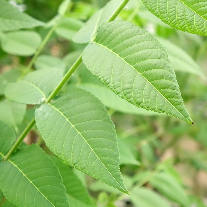 Nogal negro - Juglans nigra (Follaje)