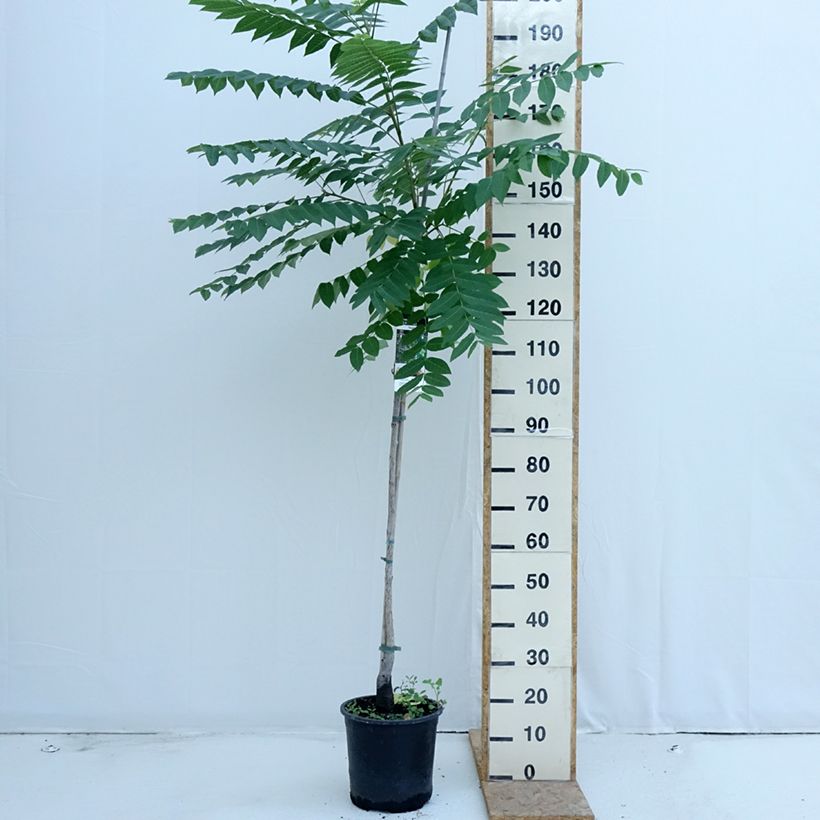 Ejemplar de Nogal negro - Juglans nigra Maceta 7,5L/10L entregado en verano