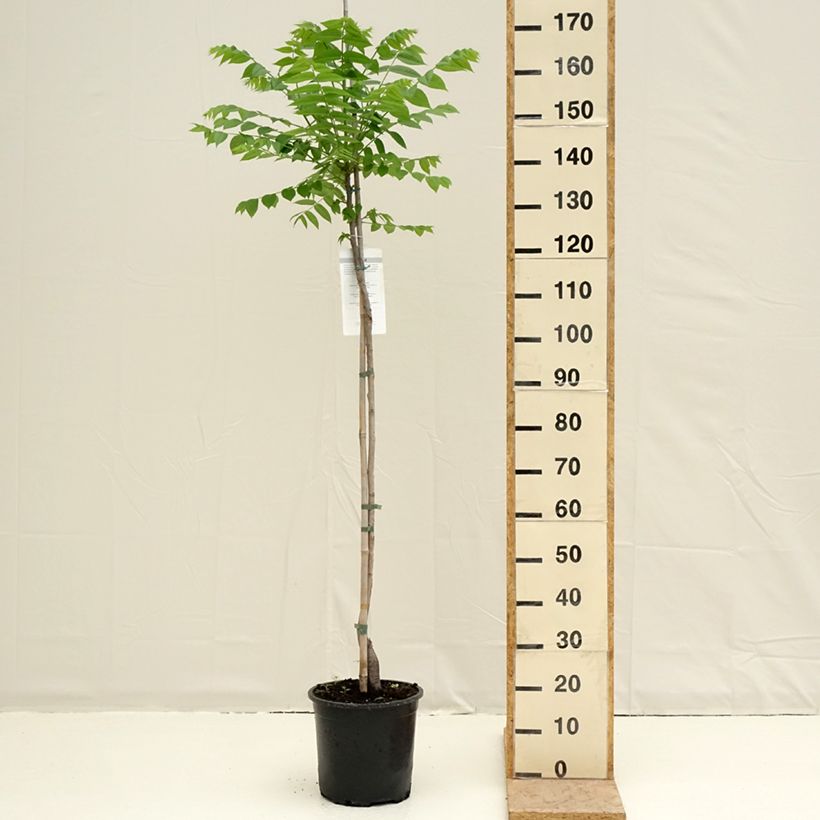 Nogal negro - Juglans nigra Maceta 7,5L/10LAltura de entrega aprox. 140/160cm Ejemplar entregado en la primavera