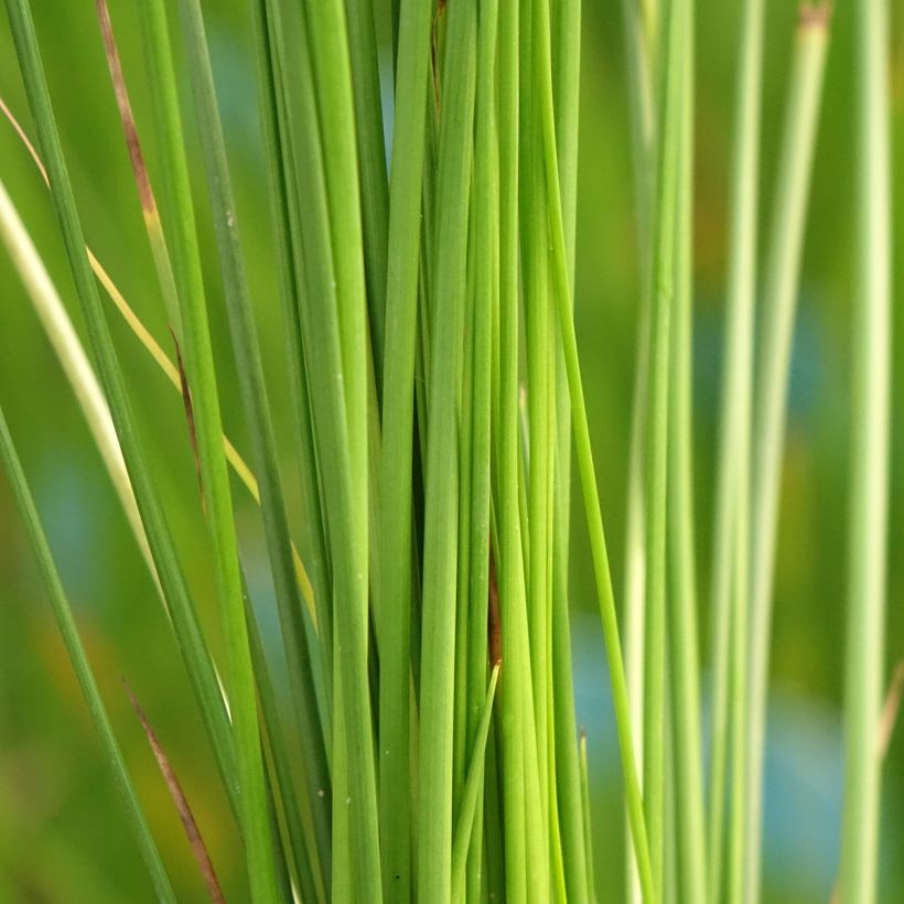 Juncus effusus - Junco (Follaje)