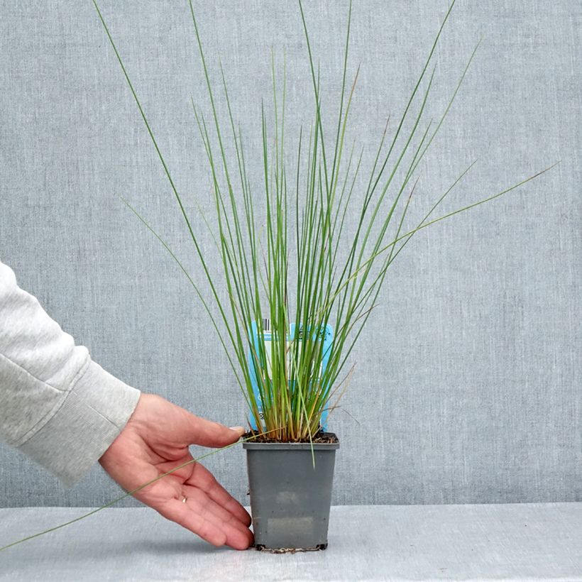 Ejemplar de Juncus effusus - Junco Maceta de 8/9 cm entregado en verano