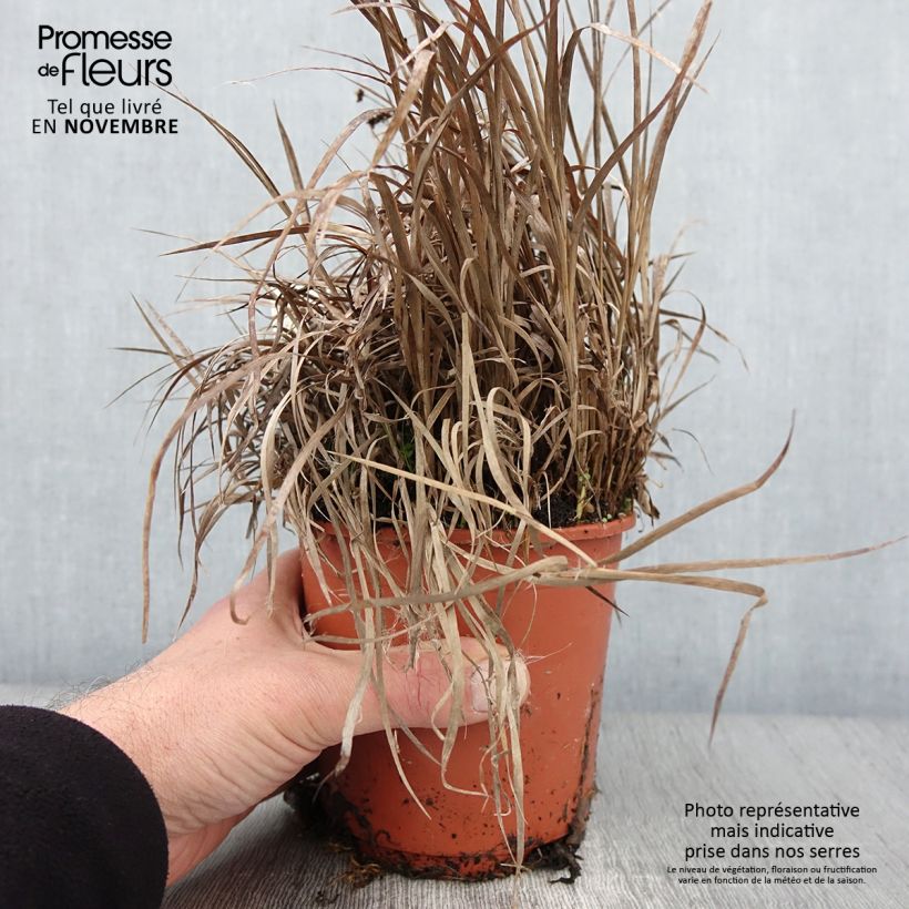 Ejemplar de Juncus ensifolius Maceta 1L/1,5L entregado en otoño