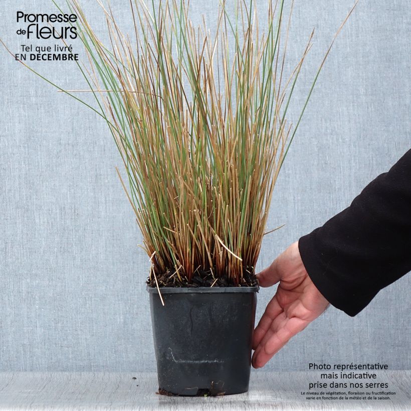 Ejemplar de Juncus inflexus Blue Arrows Maceta 2L/3L entregado en otoño