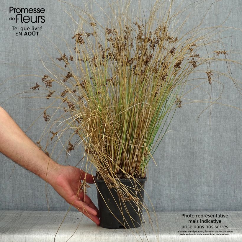 Ejemplar de Juncus inflexus Blue Arrows - Jonc glauque Pot de 2L/3L entregado en verano