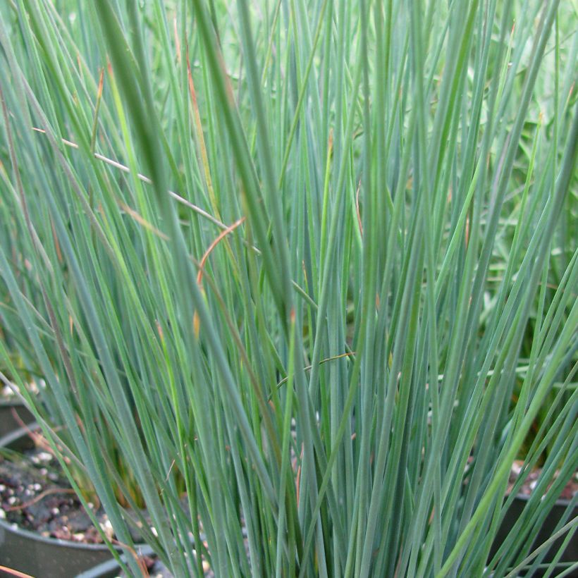 Juncus inflexus Blue Arrows (Follaje)