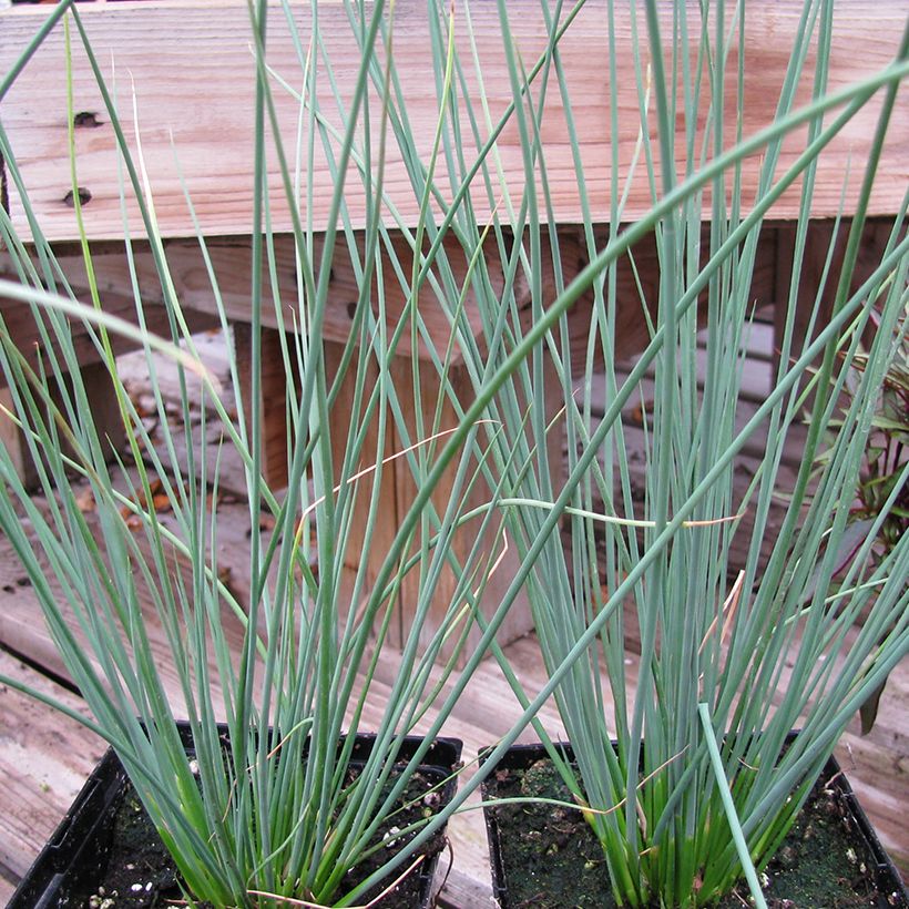 Juncus inflexus Blue Arrows (Porte)