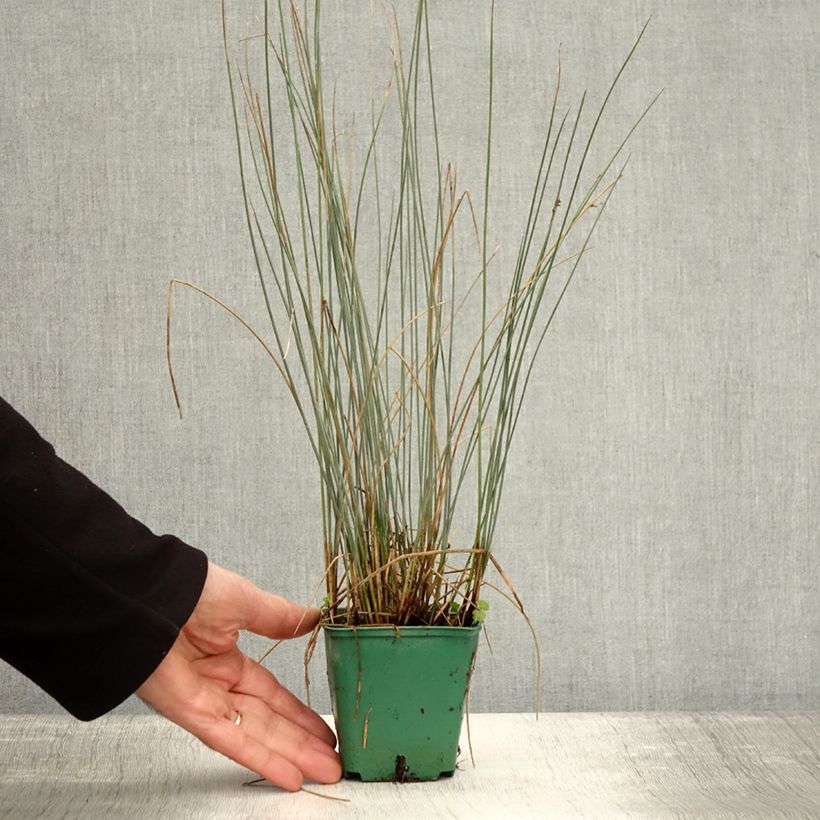 Ejemplar de Juncus inflexus Blue Dart Maceta de 8/9 cm entregado en otoño
