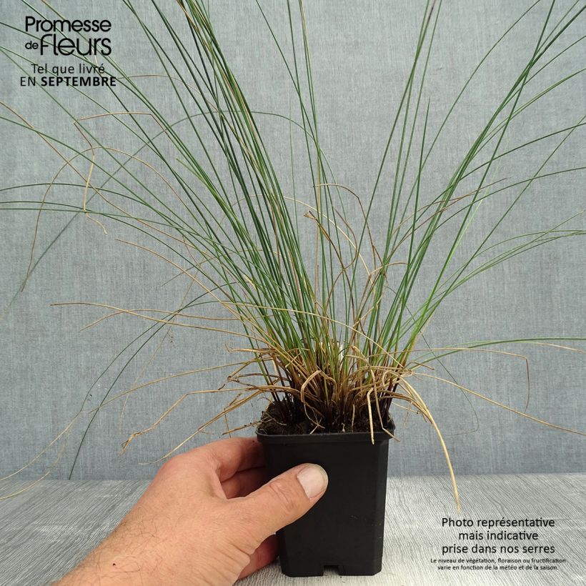Ejemplar de Juncus inflexus - Junco Maceta de 8/9 cm entregado en otoño