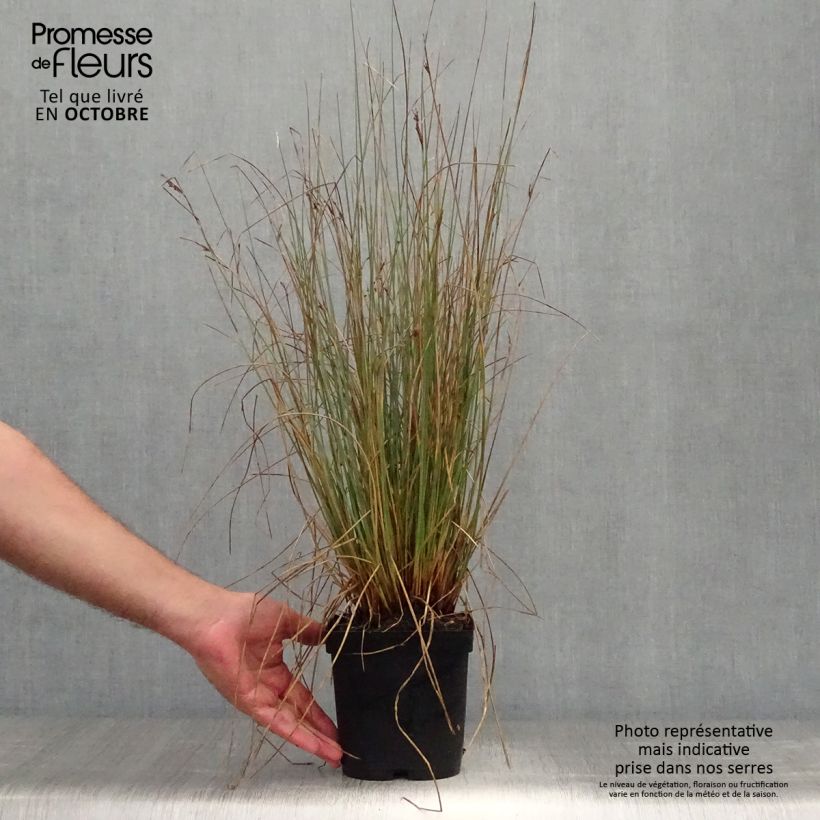 Ejemplar de Juncus inflexus - Junco Maceta 2L/3L entregado en otoño