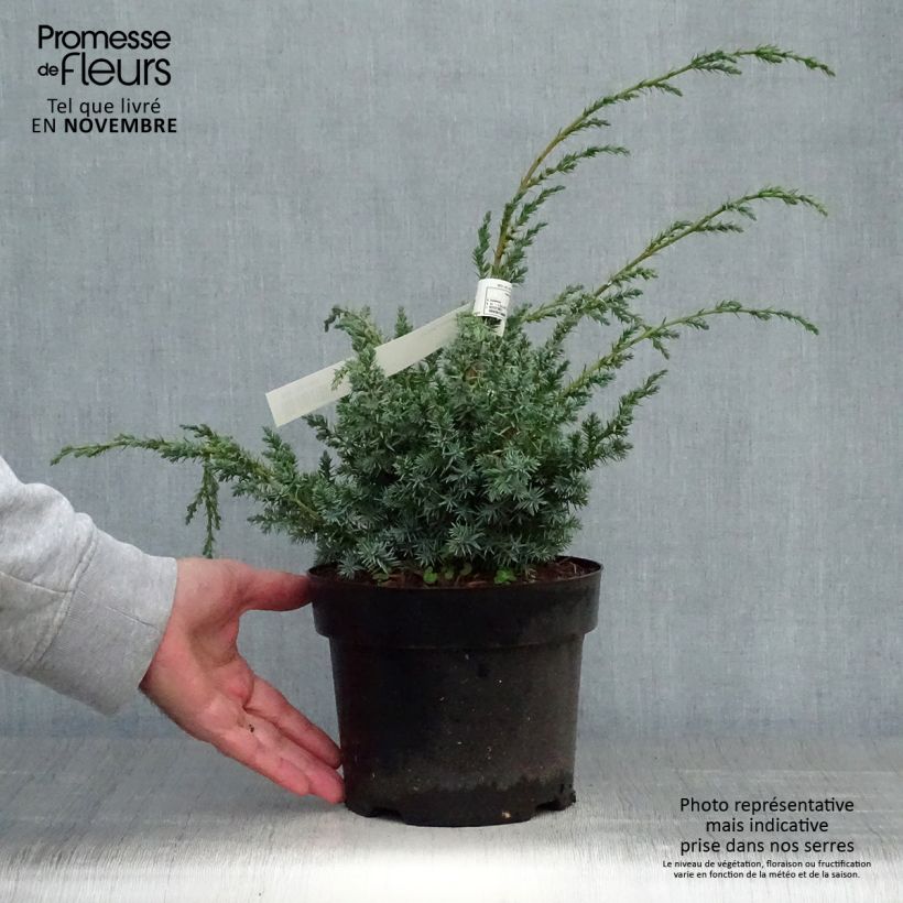 Ejemplar de Juniperus chinensis Blue Alps - Enebro de la China Maceta 2L/3L entregado en otoño