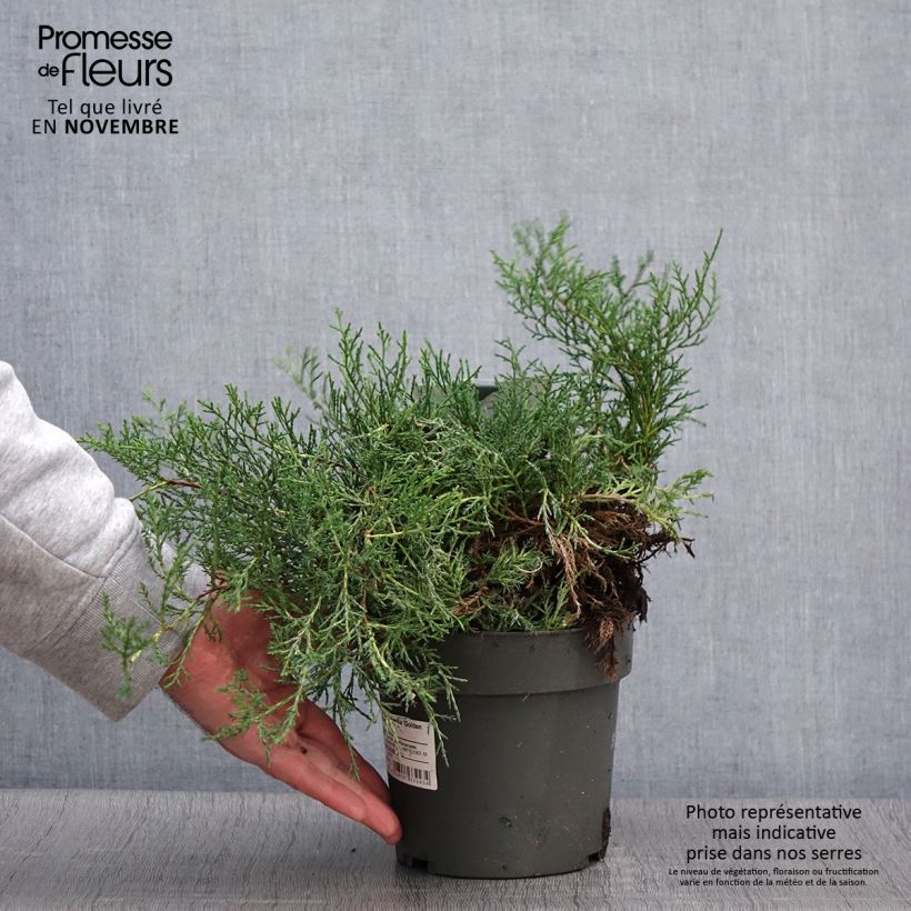 Ejemplar de Juniperus pfitzeriana Golden Saucer - Enebro híbrido Maceta 2L/3L entregado en otoño