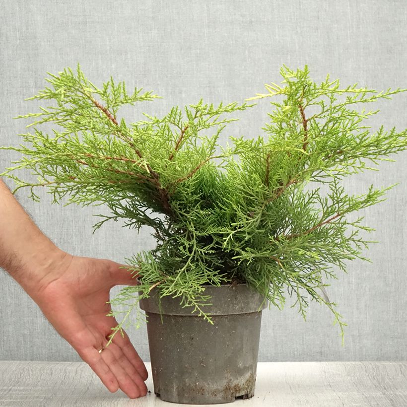 Ejemplar de Juniperus pfitzeriana Golden Saucer - Enebro híbrido Maceta 2L/3L entregado en verano