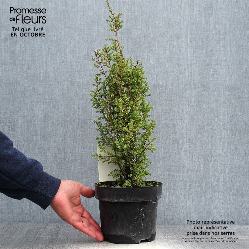 Ejemplar de Juniperus communis Arnold - Enebro común Maceta 2L/3L entregado en otoño