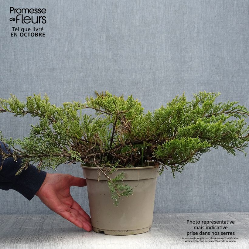 Ejemplar de Juniperus sabina Rockery Gem - Enebro Maceta 4L/5L entregado en otoño