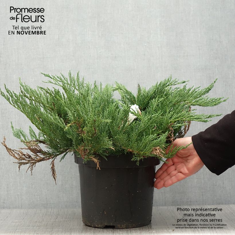 Ejemplar de Juniperus sabina Tamariscifolia - Enebro Maceta 7,5L/10L entregado en otoño